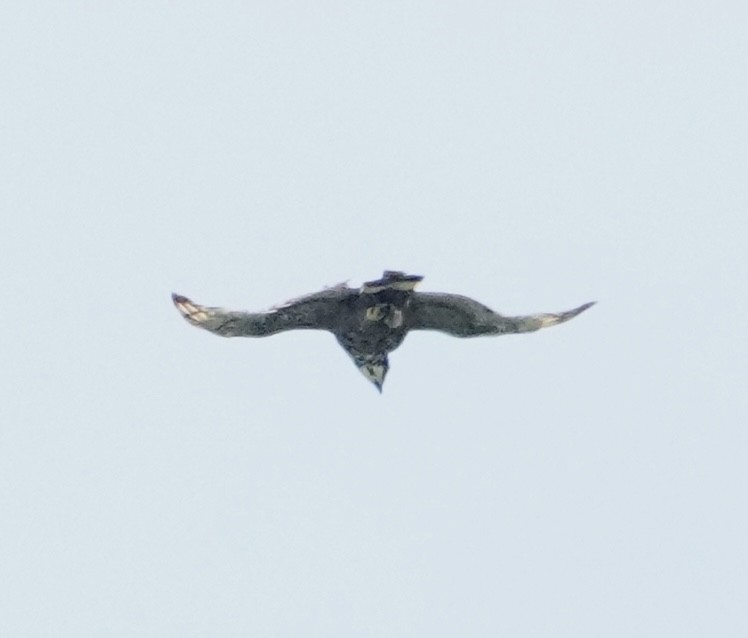 Blyth's Hawk-Eagle - ML620029055