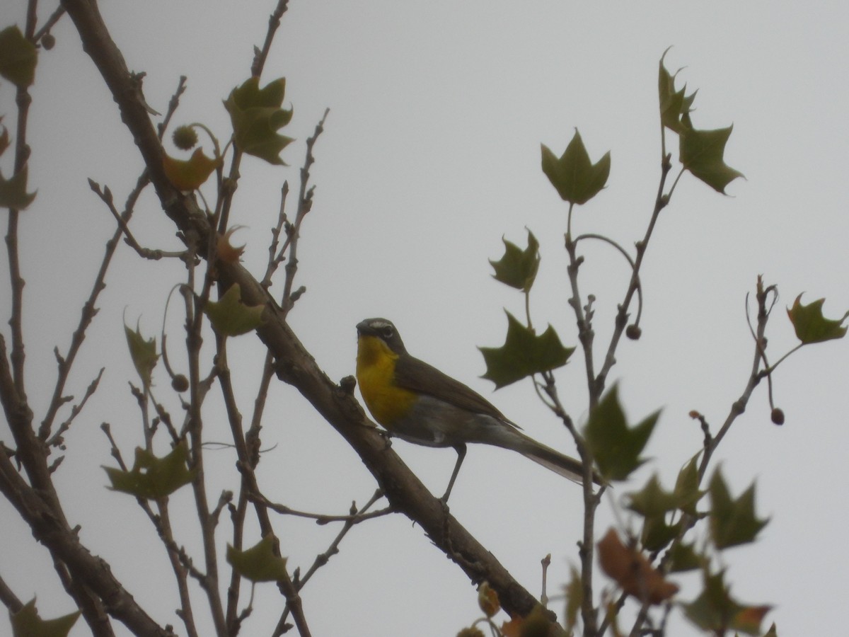 Yellow-breasted Chat - ML620029059