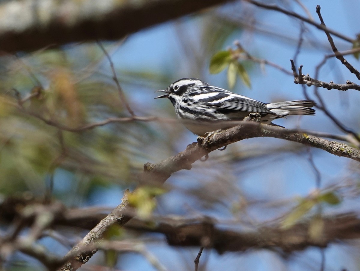 Black-and-white Warbler - ML620029067