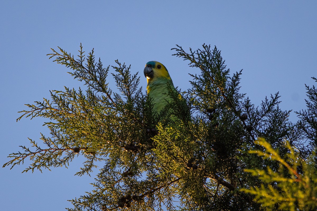 Turquoise-fronted Parrot - ML620029080