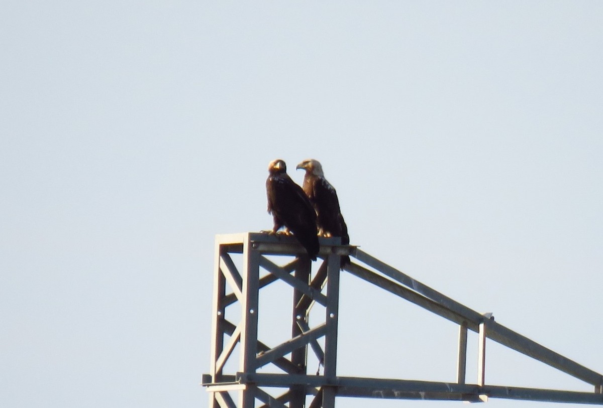 Águila Imperial Ibérica - ML620029085