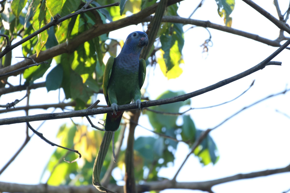 Blue-headed Parrot - ML620029091