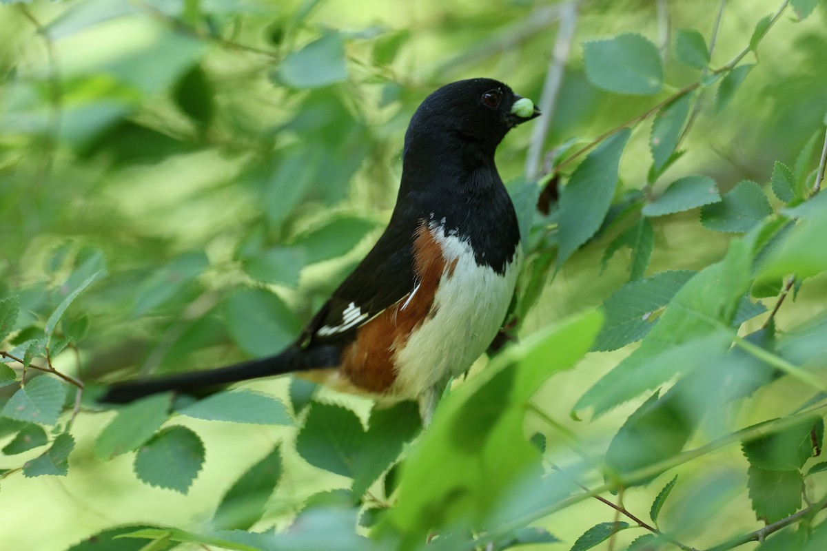 Eastern Towhee - ML620029092