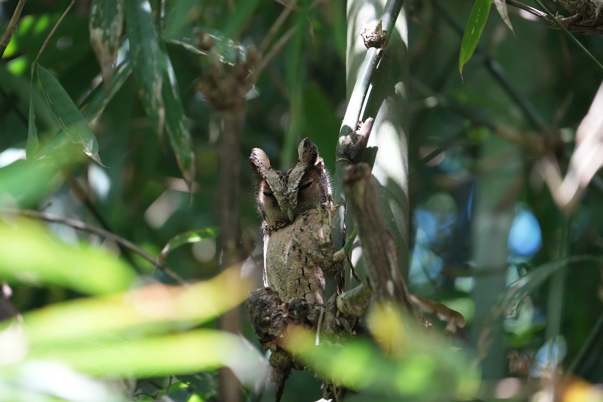 Collared Scops-Owl - ML620029101