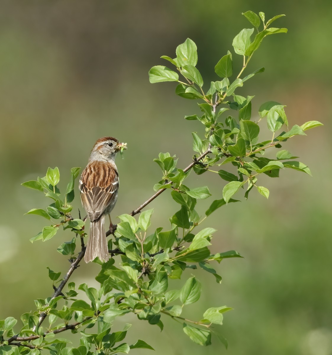 Field Sparrow - ML620029107