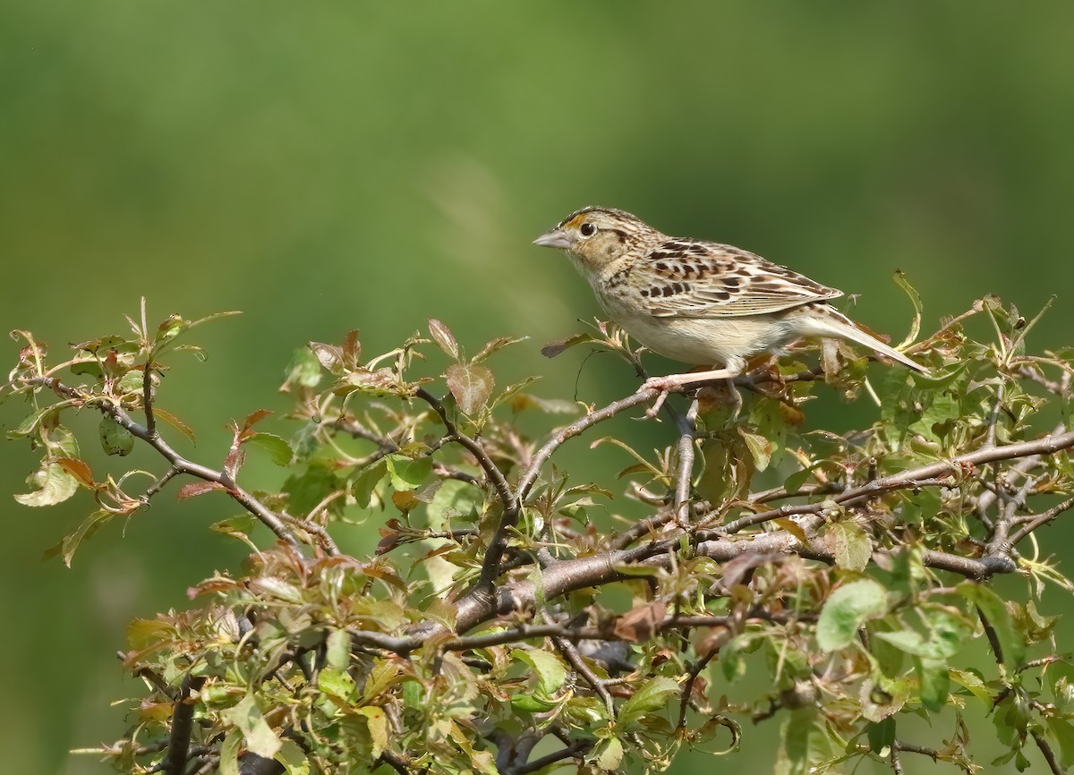 Grasshopper Sparrow - ML620029118