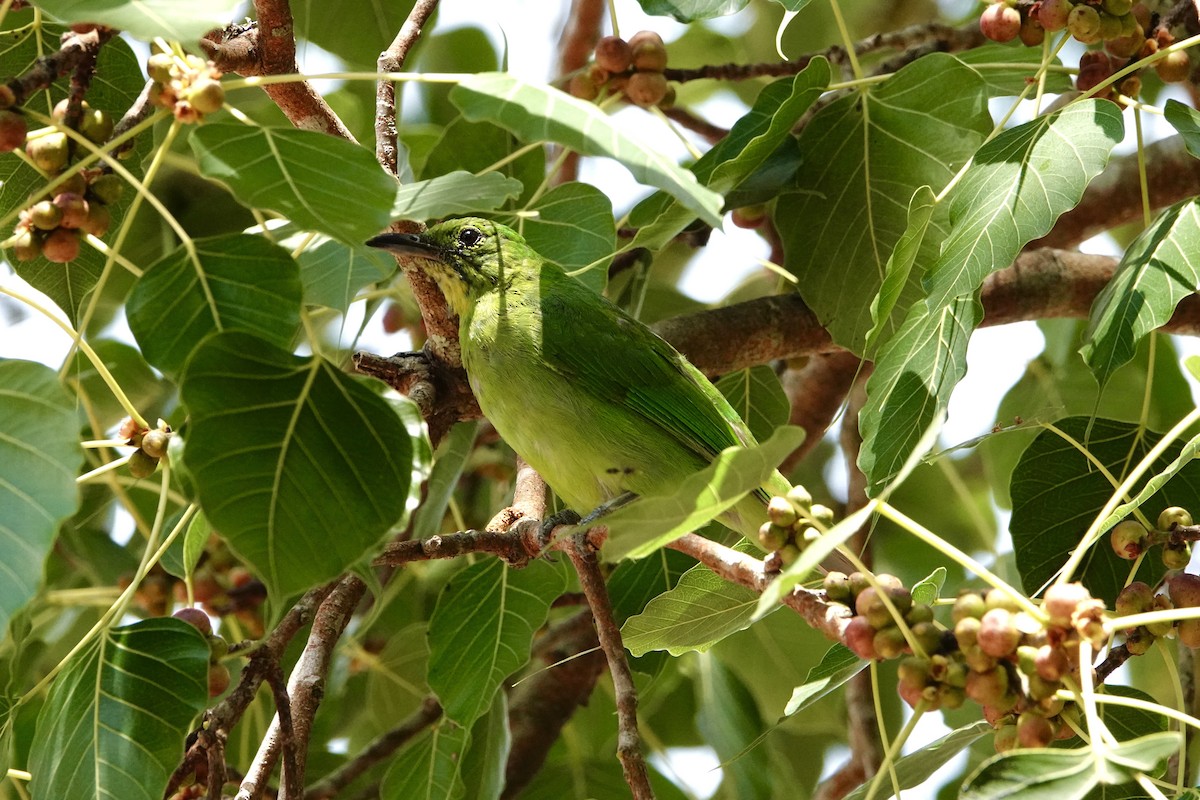 Greater Green Leafbird - ML620029122