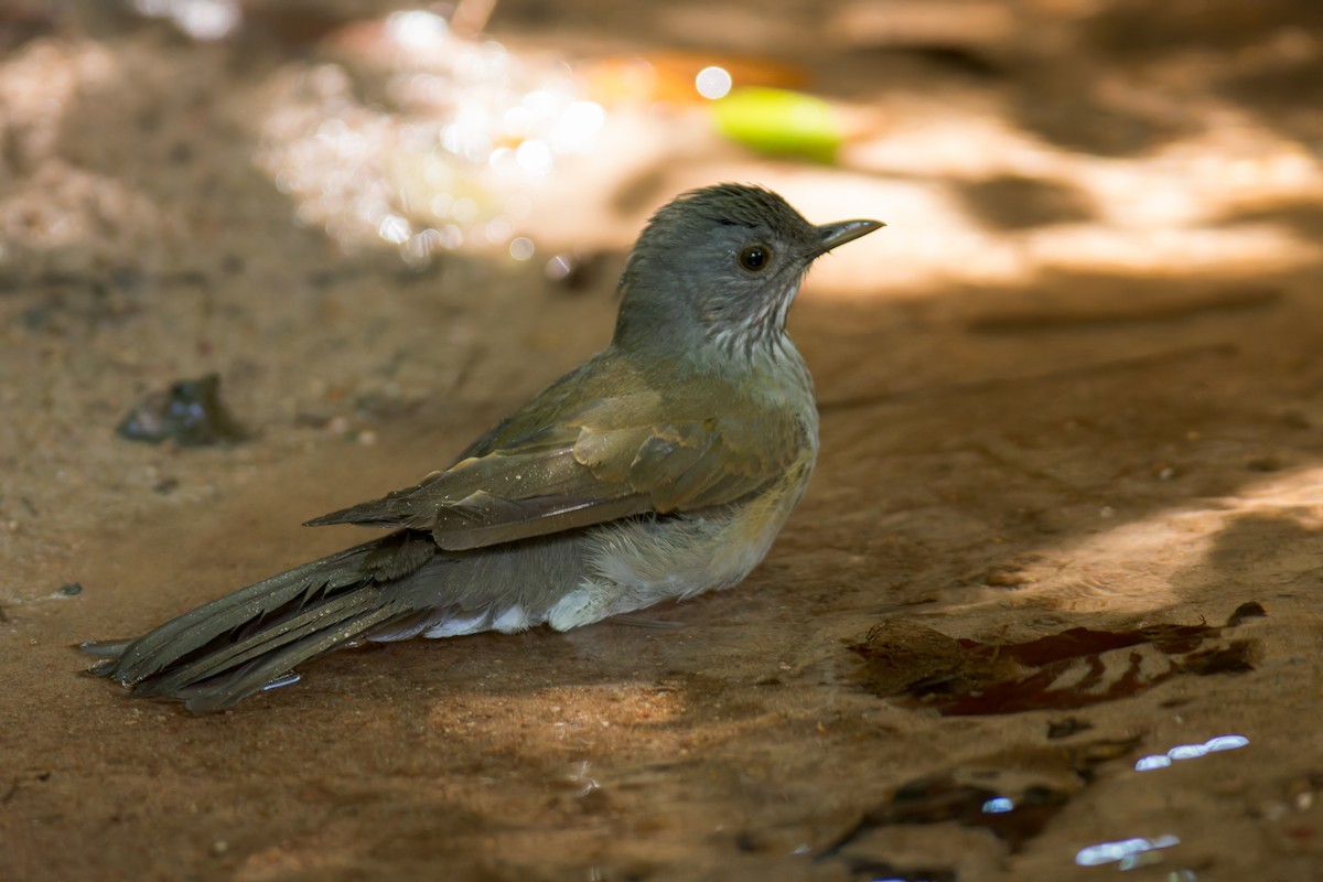 Pale-breasted Thrush - ML620029123