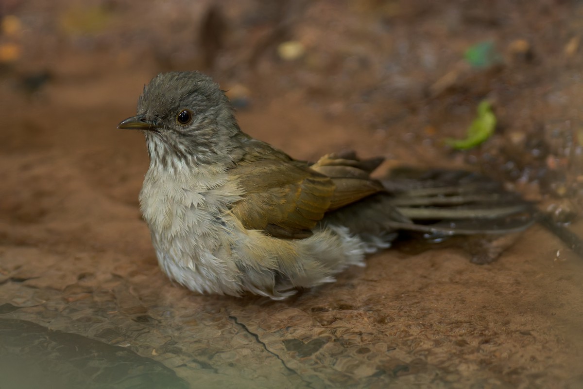 Pale-breasted Thrush - ML620029124