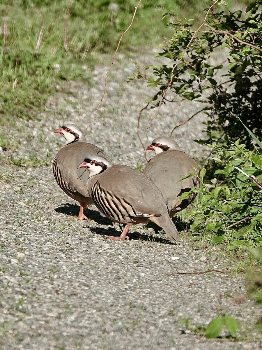 Chukar - ML620029126