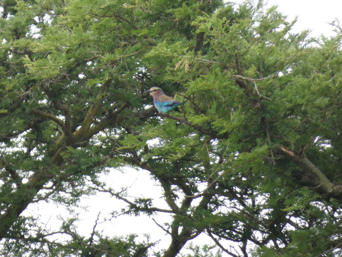 Lilac-breasted Roller - ML620029130
