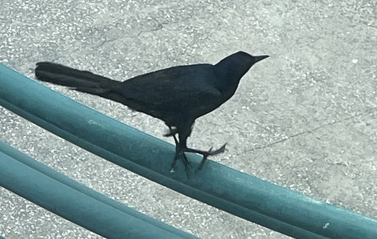 Boat-tailed Grackle - ML620029140