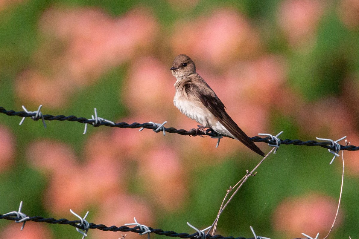 Northern Rough-winged Swallow - ML620029154