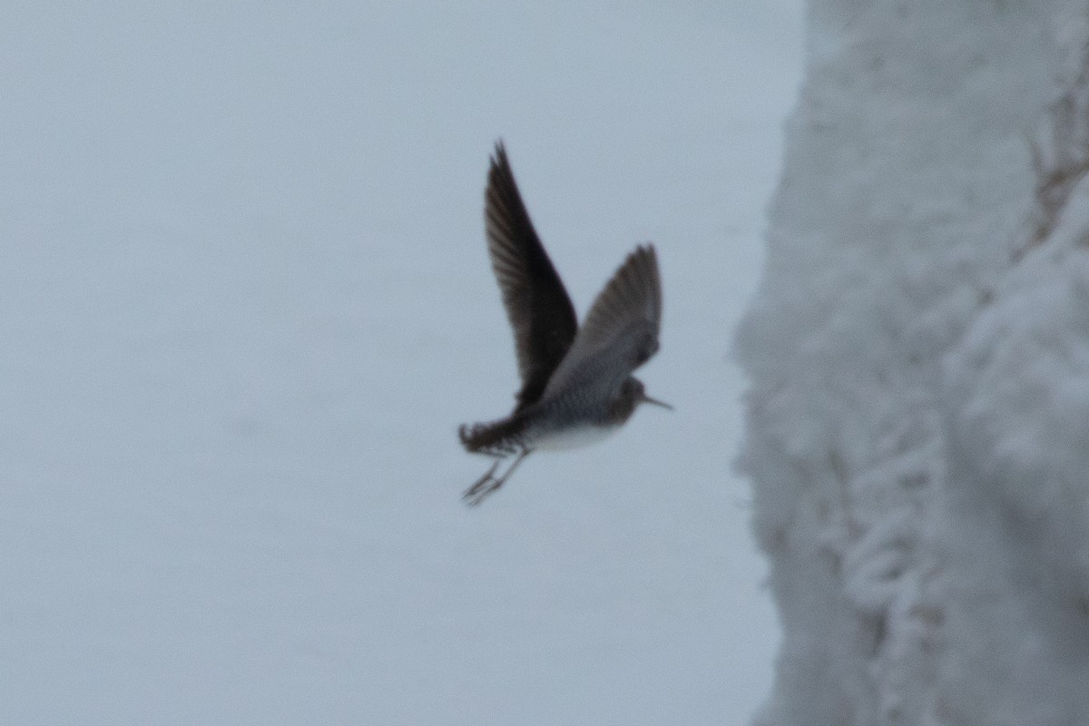 Solitary Sandpiper - ML620029163