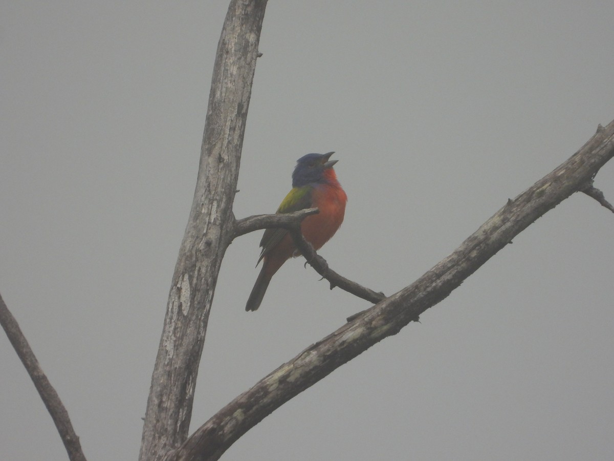 Painted Bunting - ML620029164