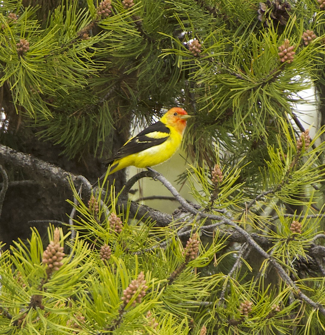 Western Tanager - ML620029171
