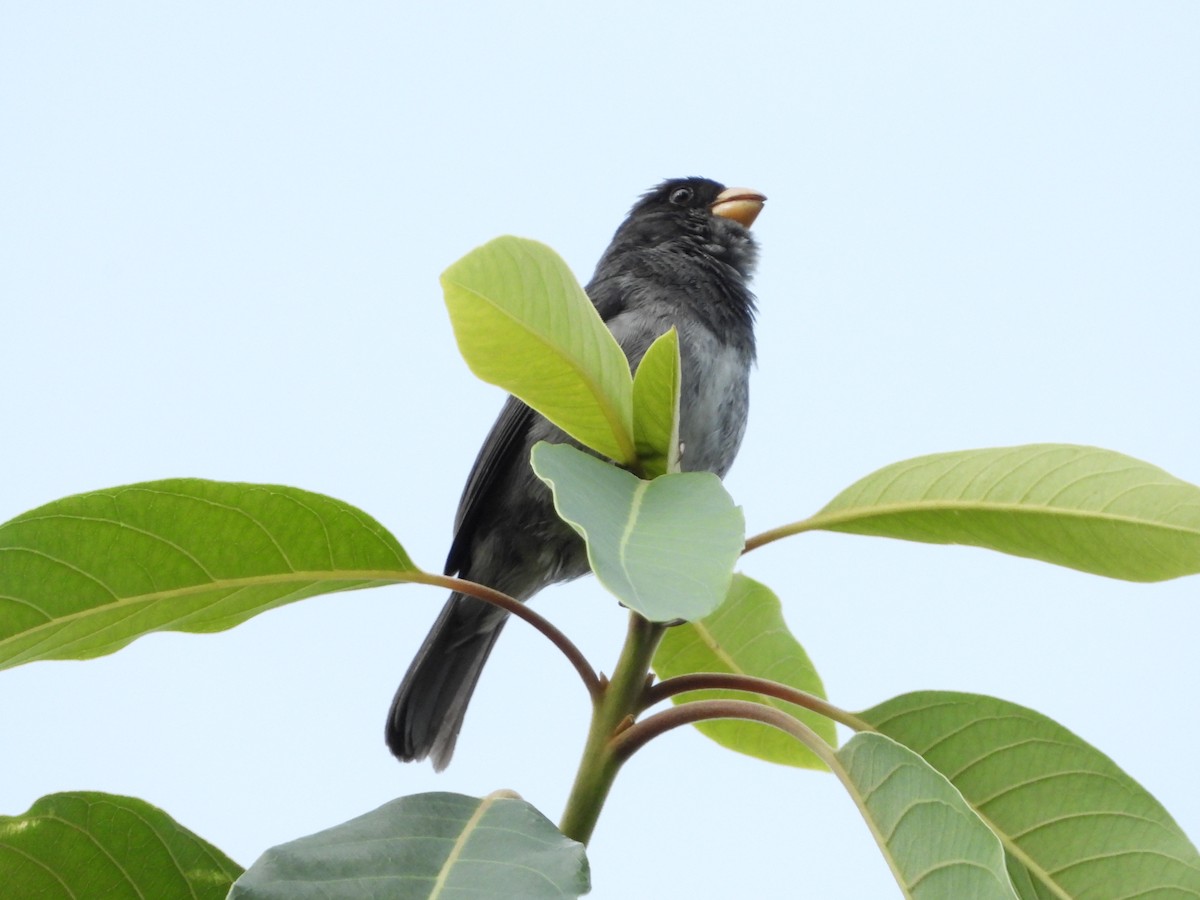 Gray Seedeater - ML620029181