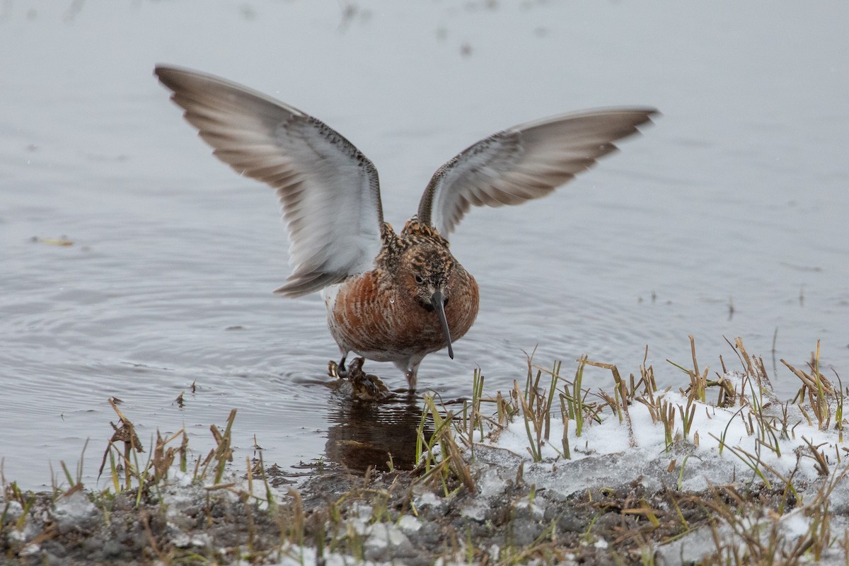 Curlew Sandpiper - ML620029183