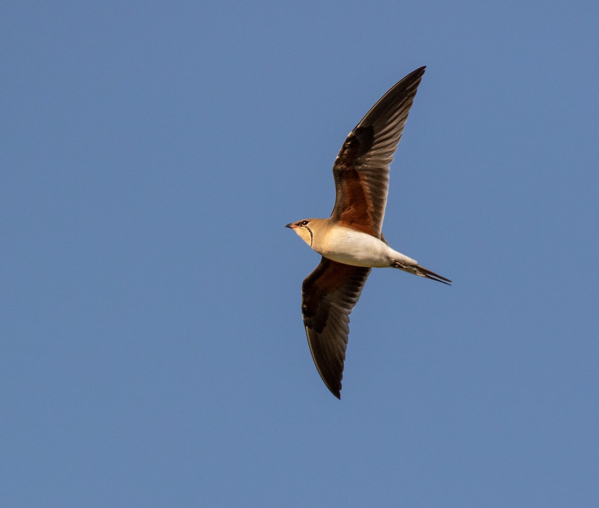 Collared Pratincole - ML620029185