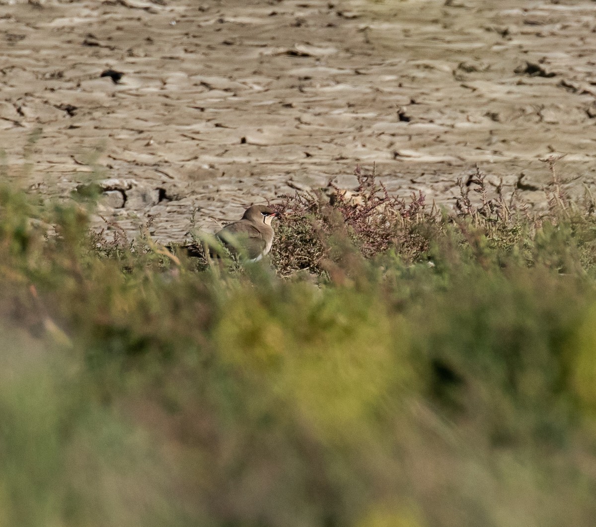 Collared Pratincole - ML620029189