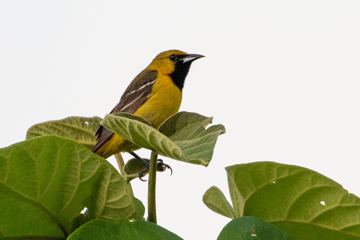 Orchard Oriole - ML620029194