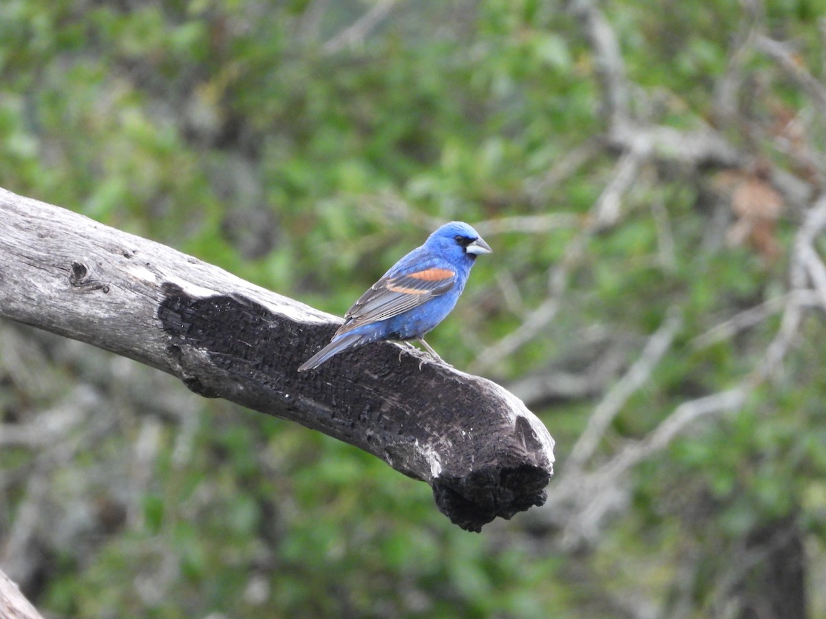 Blue Grosbeak - ML620029201