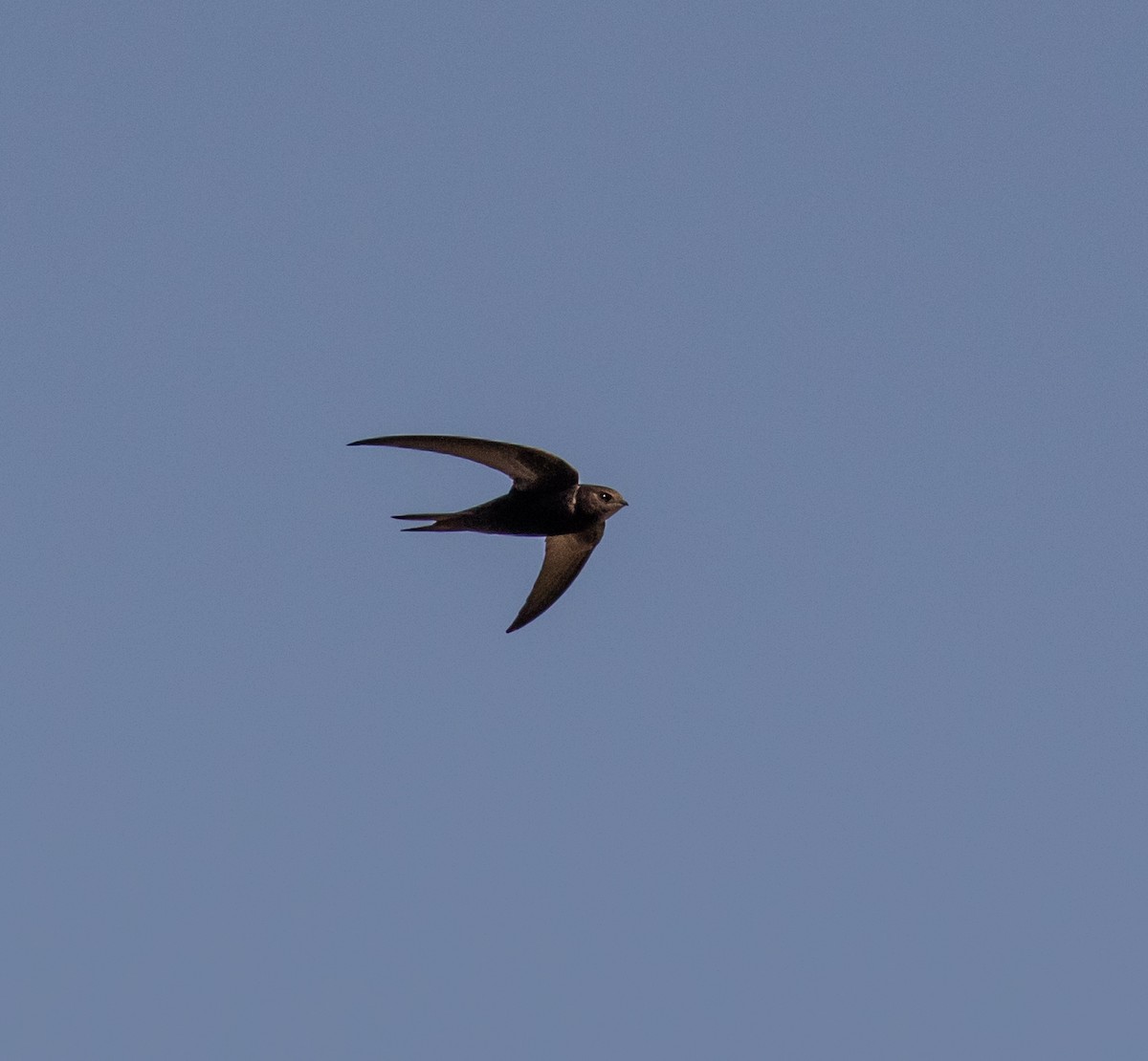 Pallid Swift - ML620029204