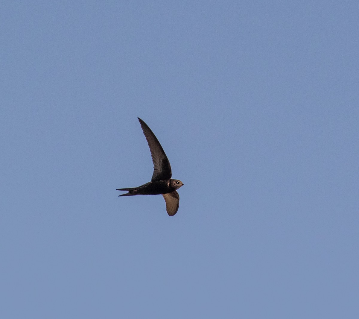 Pallid Swift - ML620029205