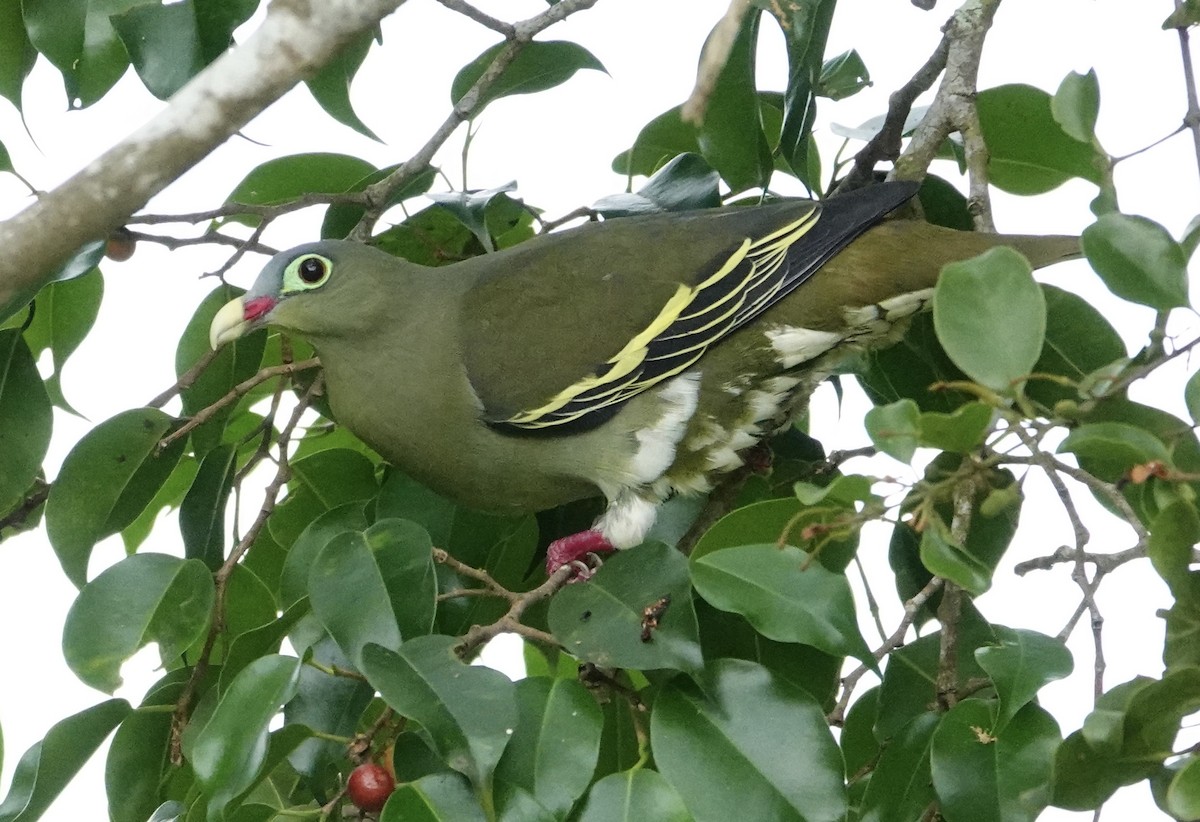 Thick-billed Green-Pigeon - ML620029206