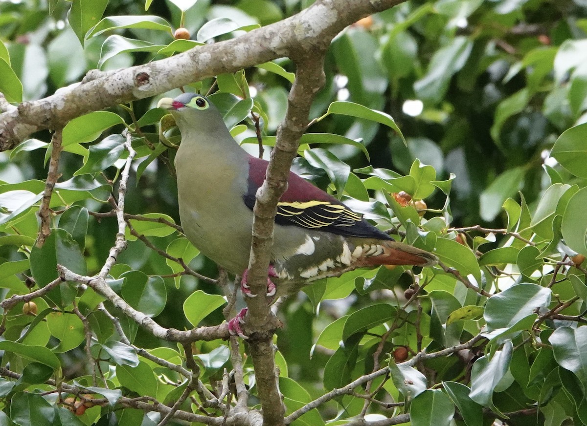 Thick-billed Green-Pigeon - ML620029207