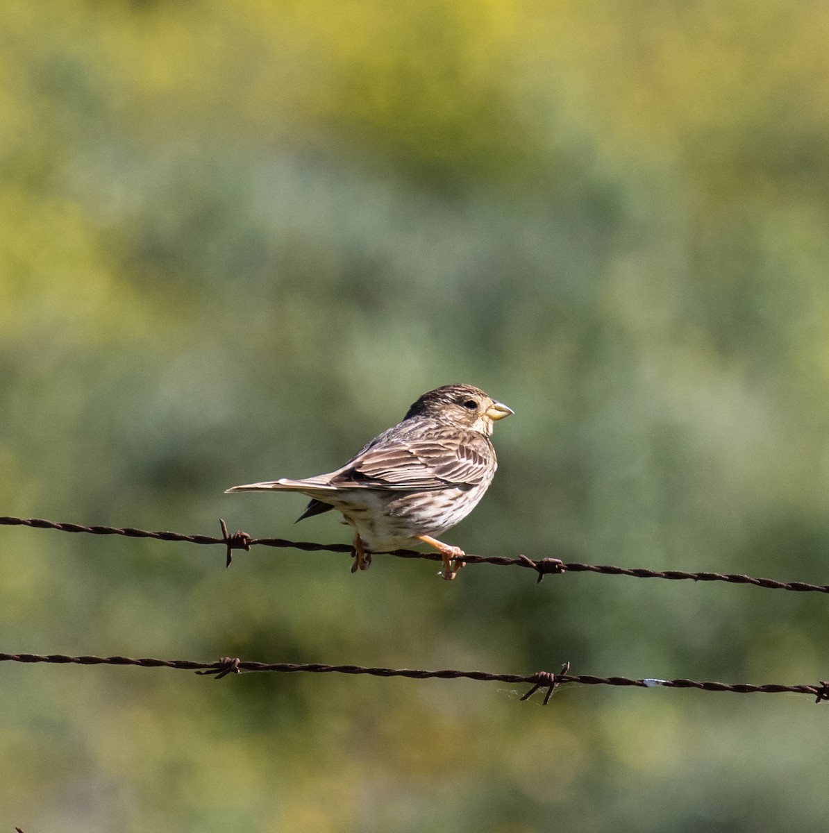 Corn Bunting - ML620029214