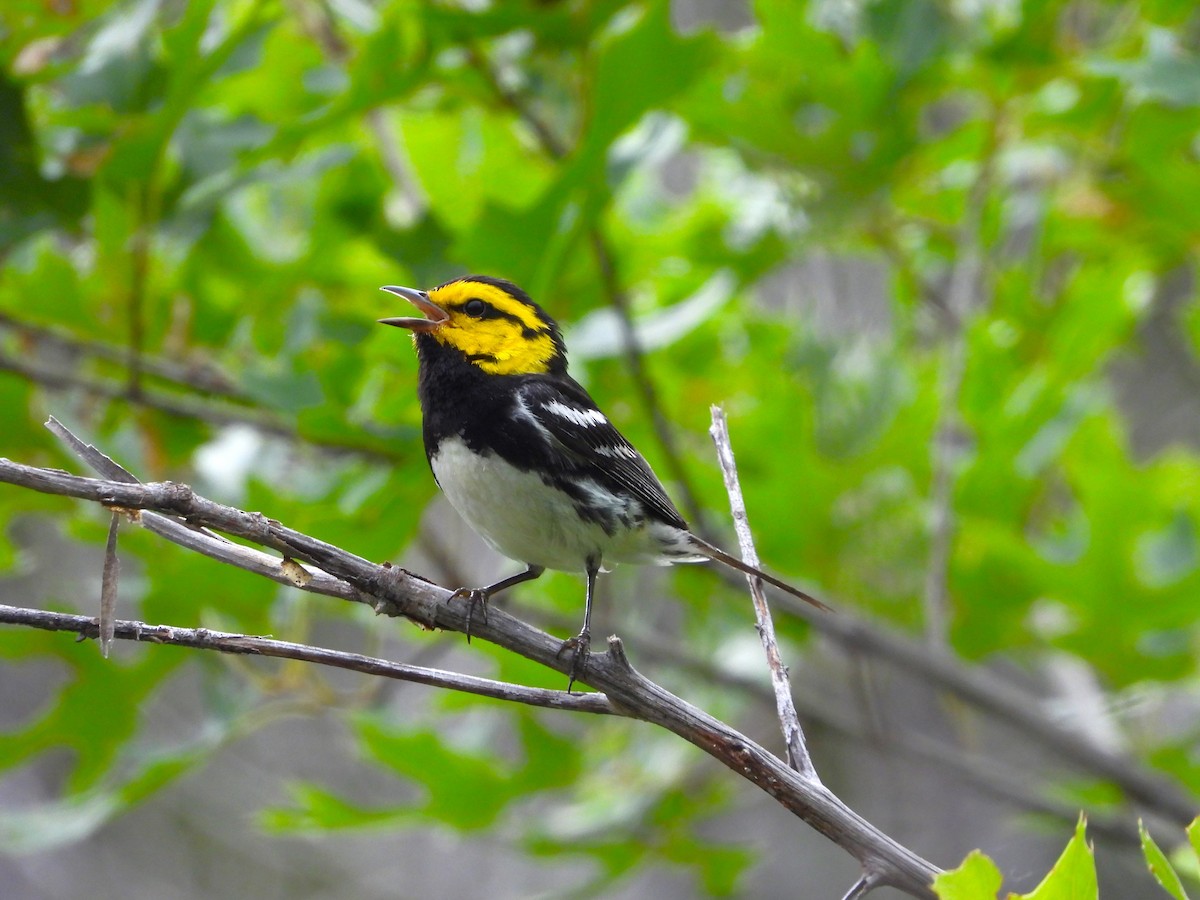 Golden-cheeked Warbler - ML620029222