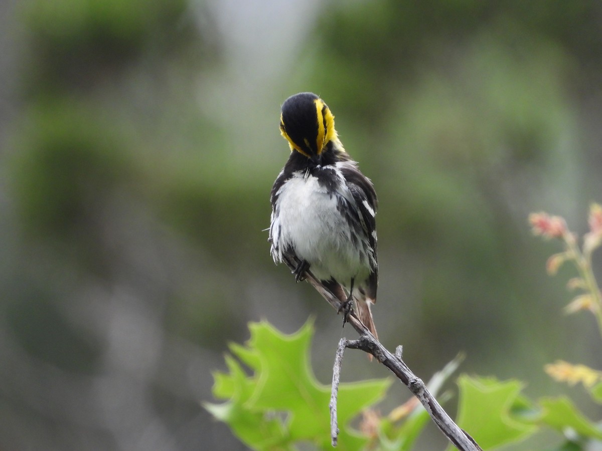 Golden-cheeked Warbler - ML620029231