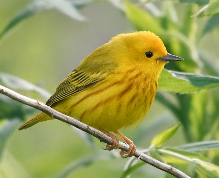 Northern Yellow Warbler - ML620029241