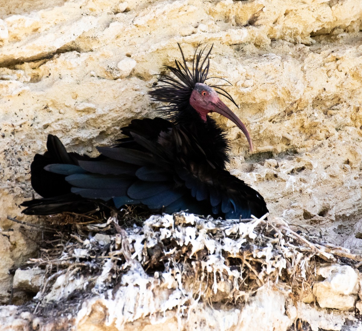 skallet ibis - ML620029245
