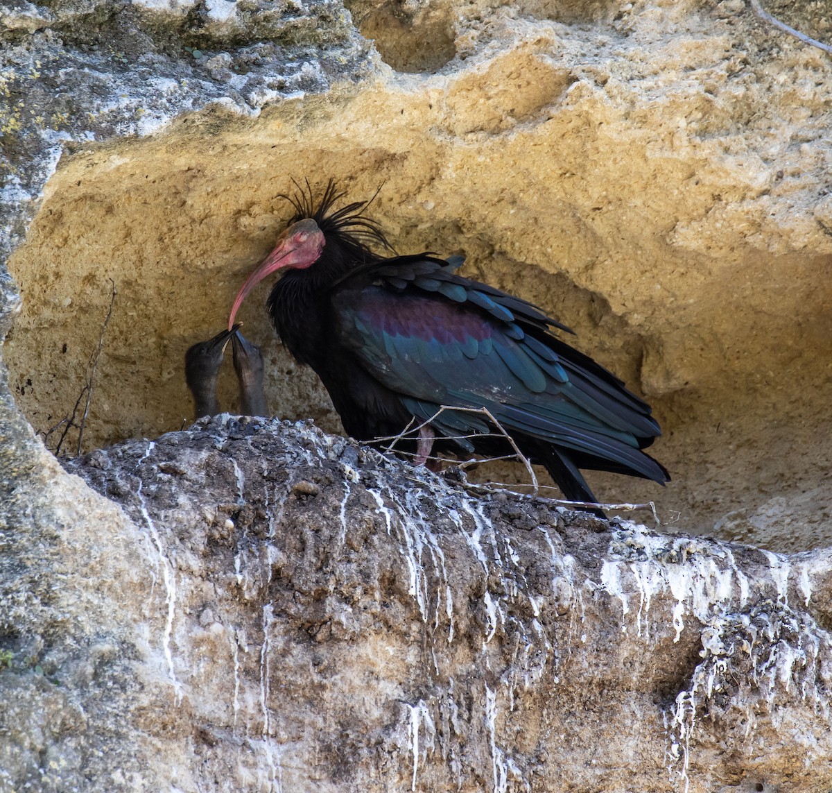 skallet ibis - ML620029246