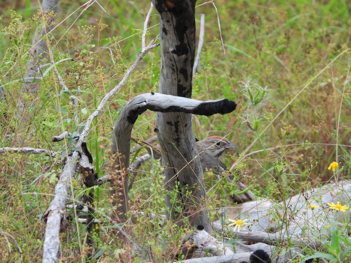 Rufous-crowned Sparrow - ML620029251