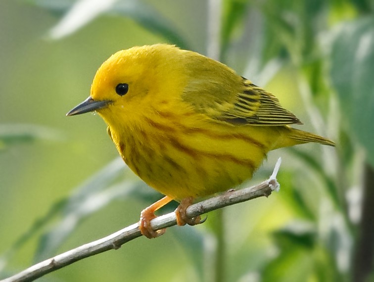Northern Yellow Warbler - ML620029259