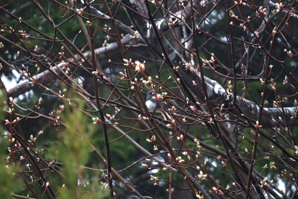 Junco Ojioscuro - ML620029263