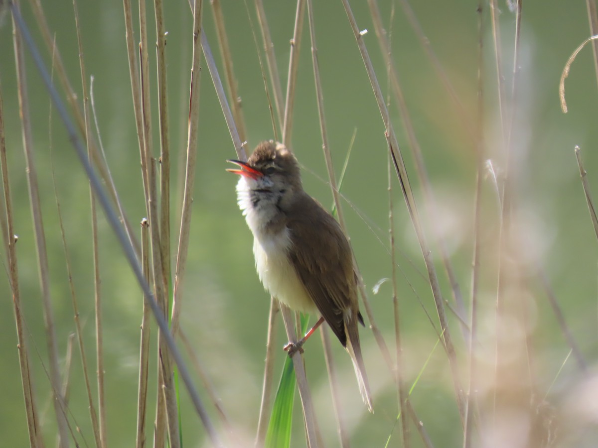 Great Reed Warbler - ML620029266