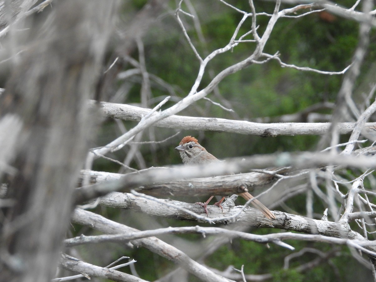 Rufous-crowned Sparrow - ML620029268