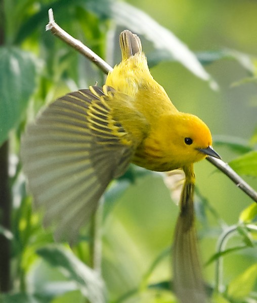 Northern Yellow Warbler - ML620029275