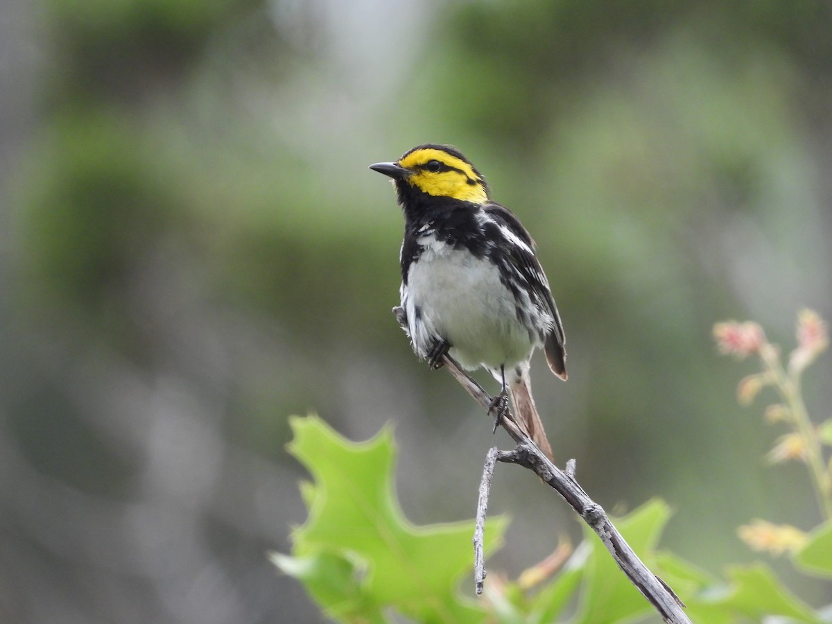 Golden-cheeked Warbler - ML620029276