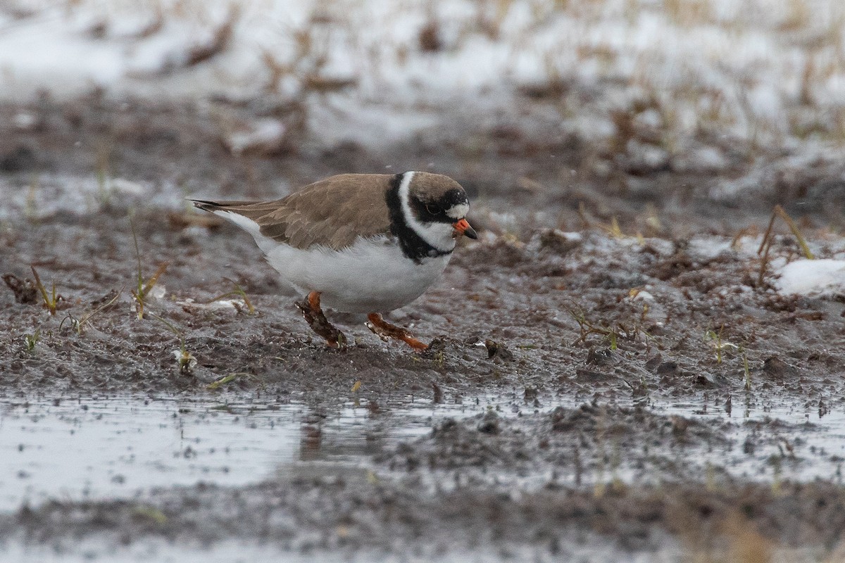 Semipalmated Plover - ML620029279