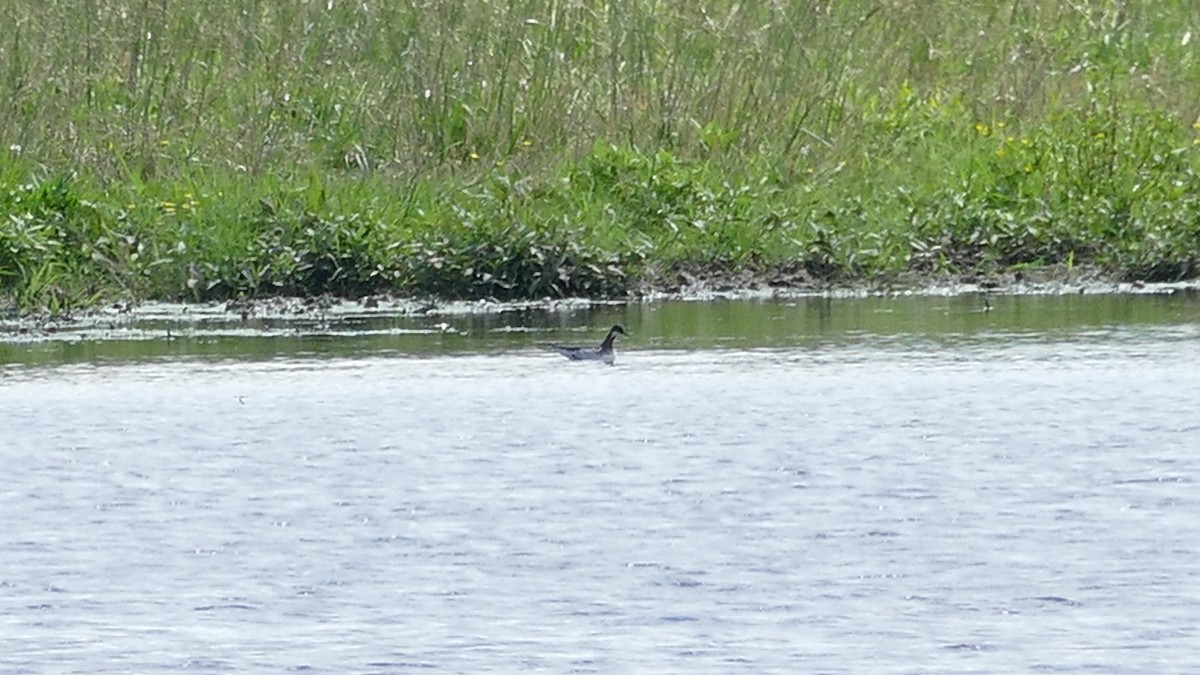 Red-necked Phalarope - ML620029288