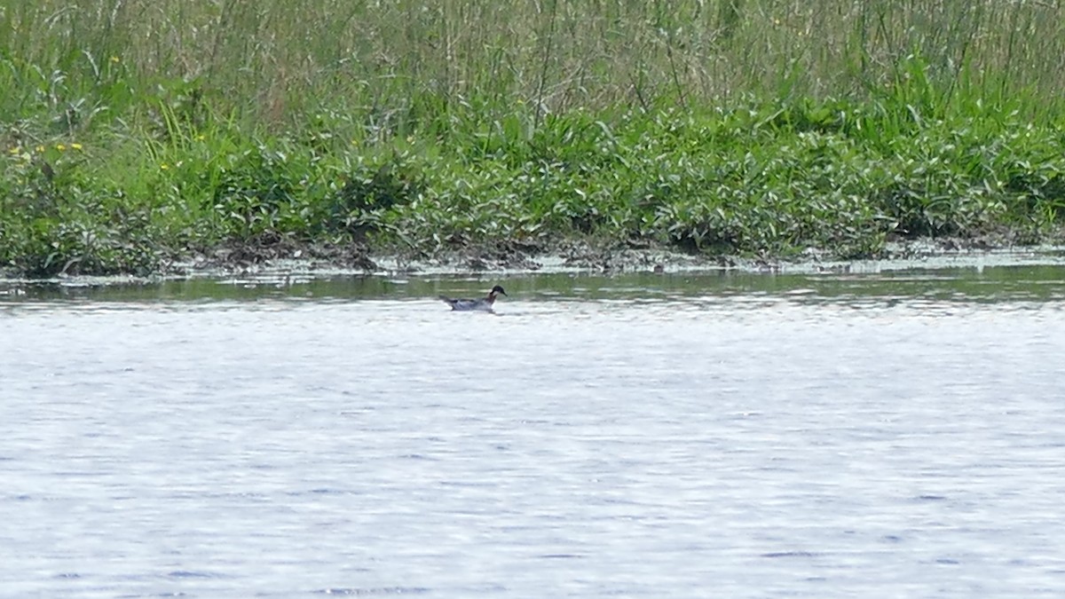 Red-necked Phalarope - ML620029291