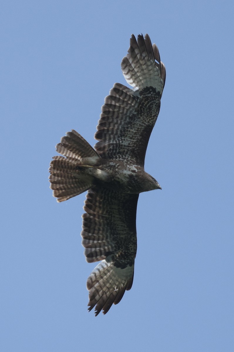 Common Buzzard - ML620029299