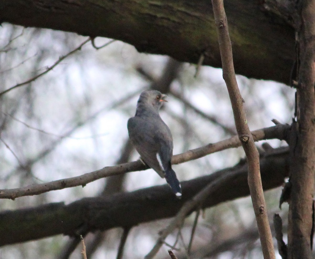 Gray-bellied Cuckoo - ML620029300
