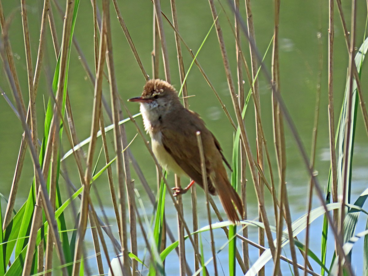 Great Reed Warbler - ML620029303