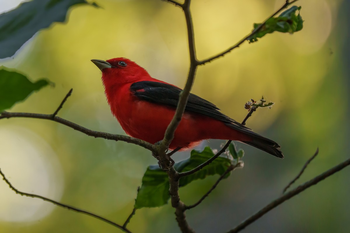 Scarlet Tanager - ML620029306